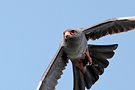 Red-footed Falcon, Adult male, Hungary 12th of June 2014 Photo: Helge Sørensen