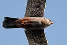 Red-footed Falcon, 2cy male, Hungary 12th of June 2014 Photo: Helge Sørensen