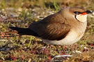 Collared Pratincole, Collage, Sweden 22nd of June 2014 Photo: Tommy Holmgren
