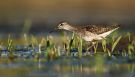 Wood Sandpiper, Wood Sandpiper, Germany 11th of August 2014 Photo: Steffen Fahl
