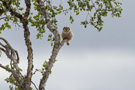 Northern Hawk-owl, Sweden 22nd of June 2014 Photo: Claus Halkjær