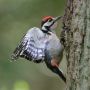 Great Spotted Woodpecker, Ungfugl , Denmark 17th of July 2014 Photo: John Larsen