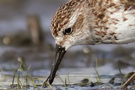 Semipalmated Sandpiper, Adult moulting to winter plumage, USA 1st of September 2013 Photo: Tommy Holmgren