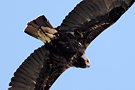 Eastern Imperial Eagle, Adult, Hungary 15th of June 2014 Photo: Helge Sørensen