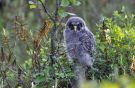 Great Grey Owl, Pullus, Finland 15th of June 2014 Photo: Mikkel Holck