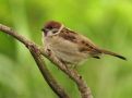 Eurasian Tree Sparrow, Romania 5th of June 2014 Photo: Luca Boscain