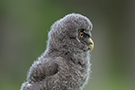 Great Grey Owl, Pullus, Sweden 9th of June 2014 Photo: Johnny Salomonsson