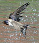 Barn Swallow, Denmark 24th of July 2014 Photo: Hans Henrik Larsen