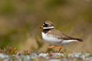 Common Ringed Plover, Sweden 25th of June 2014 Photo: Claus Halkjær