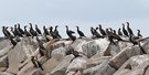 Great Cormorant, Denmark 17th of August 2014 Photo: Hans Henrik Larsen