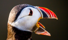 Atlantic Puffin, I solnedgangslys, Norway 19th of July 2014 Photo: Lars Andersen