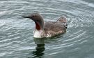 Red-throated Loon, Denmark 16th of August 2014 Photo: Ulla Paulsen