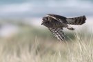 Eurasian Sparrowhawk, Fou. mellem klitterne, Denmark 18th of September 2014 Photo: Steen E. Jensen