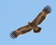 Steppe Eagle, India 18th of February 2014 Photo: Paul Patrick Cullen