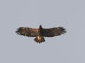 Eastern Imperial Eagle, India 26th of January 2014 Photo: Paul Patrick Cullen