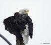 Bald Eagle, Fjerdragten ordnes, USA 19th of September 2014 Photo: Carsten Siems