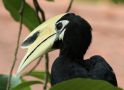 Close up on Oriental Pied Hornbill; Anthracoceros albirostris ssp.convexus, Malaysia 17th of August 2014 Photo: Jakob Ugelvig Christiansen