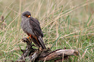 Red-footed Falcon, Ad male, Denmark 21st of October 2014 Photo: Helge Sørensen