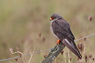 Red-footed Falcon, Ad male, Denmark 21st of October 2014 Photo: Helge Sørensen