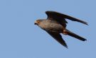 Red-footed Falcon, Denmark 28th of October 2014 Photo: Per Holmberg