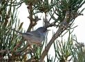 Balearic Warbler, Male, Spain 19th of October 2014 Photo: Johnny Madsen