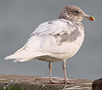 European Herring Gull, Leucistisk 5K-fugl, nu i vinterdragt, Denmark 9th of November 2014 Photo: Hans Henrik Larsen