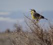 Western Meadowlark   (Sturnella neglecta), USA 22. marts 2014 Foto: Jens Thalund