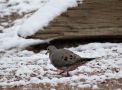 Mourning Dove, USA 23rd of March 2014 Photo: Jens Thalund