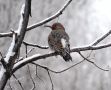 Northern Flicker, han/male - hybrid ssp. cafer/luteus, USA 23rd of March 2014 Photo: Jens Thalund