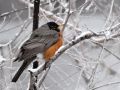 American Robin, han/male - , USA 23rd of March 2014 Photo: Jens Thalund