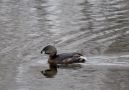 Pied-billed Grebe, ssp.podiceps, USA 23rd of March 2014 Photo: Jens Thalund