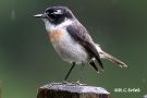Reunion´s Chat - Saxicola tectes, France 15th of October 2014 Photo: Rainer Christian Ertel