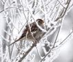 White-crowned Sparrow, 2cy, USA 23rd of March 2014 Photo: Jens Thalund