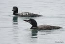 Great Northern Loon, USA 18th of September 2014 Photo: Carsten Siems