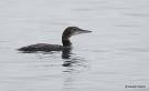 Great Northern Loon, Juvenil, USA 18th of September 2014 Photo: Carsten Siems