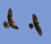 Pallid Harrier, <i>Circus macrourus</i> and <i>Circus cyaneus</i>, Sweden 6th of October 2014 Photo: Christer Brostam