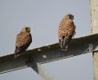 Lesser Kestrel, adult female and juvenile, Iran 10th of July 2014 Photo: Jens Thalund