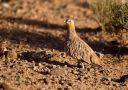 Crowned Sandgrouse, Morocco 2nd of November 2014 Photo: Brahim Birds