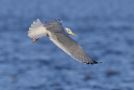Caspian Gull, ad., Denmark 25th of December 2014 Photo: John Larsen