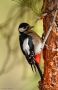 Great Spotted Woodpecker, Female, Spain 20th of December 2014 Photo: Johnny Madsen