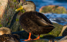 American Black Duck, Han, Sweden 4th of January 2015 Photo: Lars Andersen