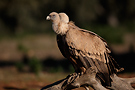 Griffon Vulture, Spain 16th of December 2014 Photo: Helge Sørensen