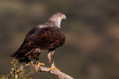 Bonelli's Eagle, Adult female, Spain 15th of December 2014 Photo: Helge Sørensen
