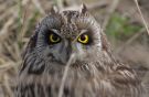 Short-eared Owl, Denmark 7th of March 2014 Photo: Eigil Larsen