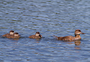 Ruddy Duck, Hun med ællinger, Canada 3rd of July 2013 Photo: Allan Kjær Villesen