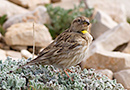 Rock Sparrow, Turkey 2nd of May 2014 Photo: Allan Kjær Villesen