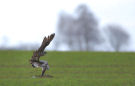 Peregrine Falcon, Jagede over en mark med måger, Denmark 7th of February 2015 Photo: Axel Mortensen