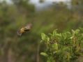 Aka Misto Yellow Finch, Brasilien 12. december 2014 Foto: Klaus Malling Olsen