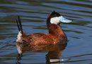 Ruddy Duck, Male displaying, Canada 3rd of July 2013 Photo: Allan Kjær Villesen