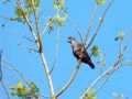Dusky Parrot, Guyana februar 2015 Foto: Helle Dyrting